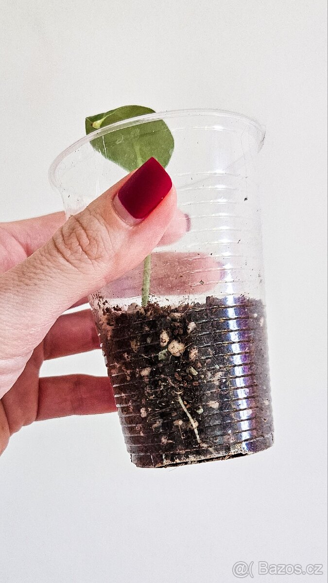 Alocasia Longiloba - 2