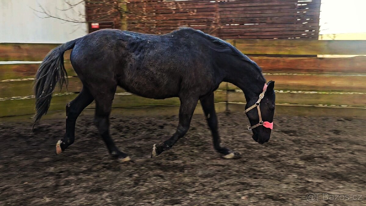 Pronájem koníka - 2