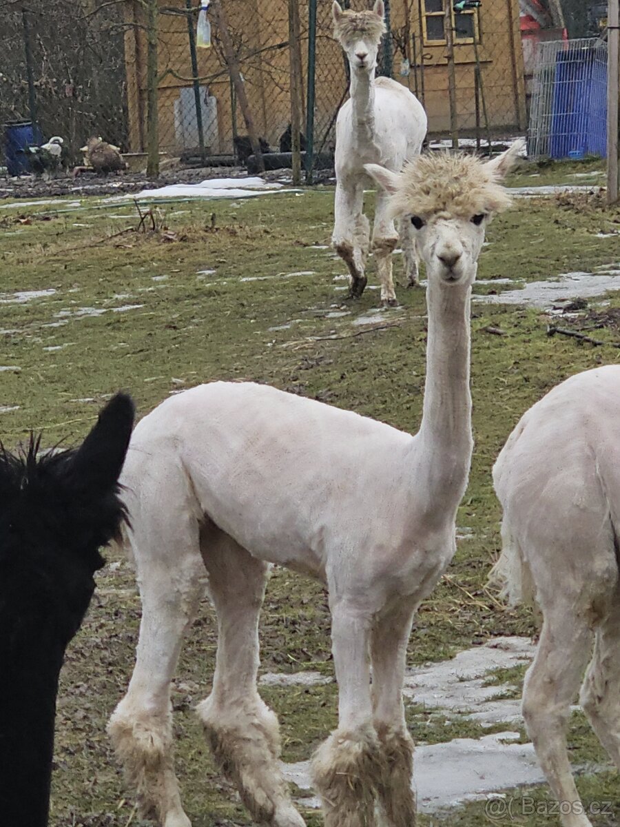 Lama alpaka - 2