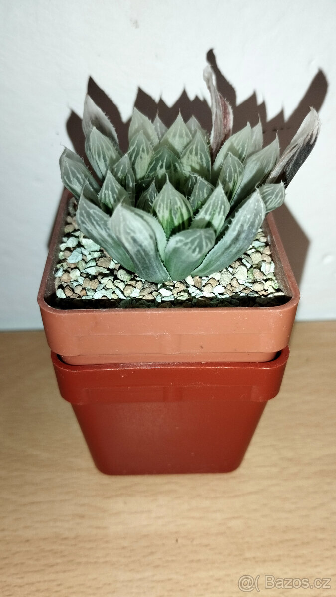 Haworthia pilifera 'Silver Swirl' - 2