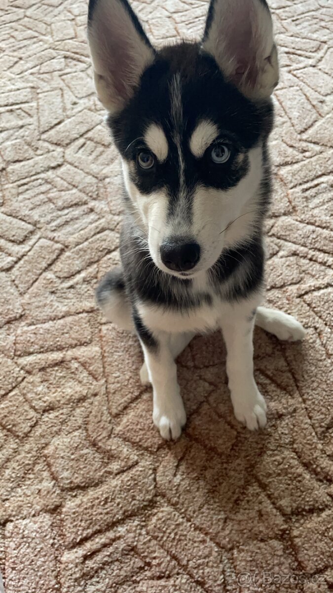 Fenka Husky - 2