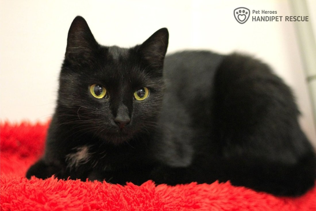 elegantní Arwen - kočka k adopci - 2