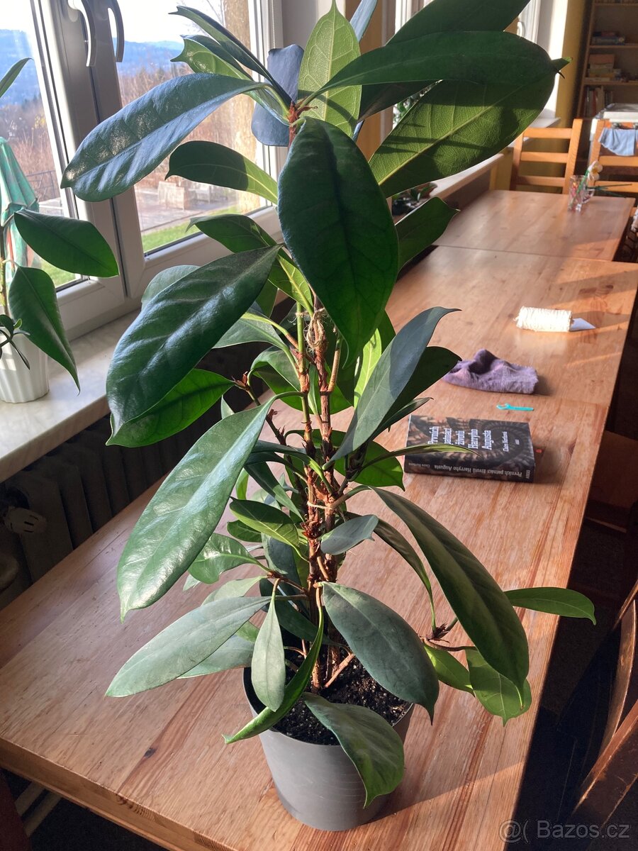 Ficus cyathistipula - 2