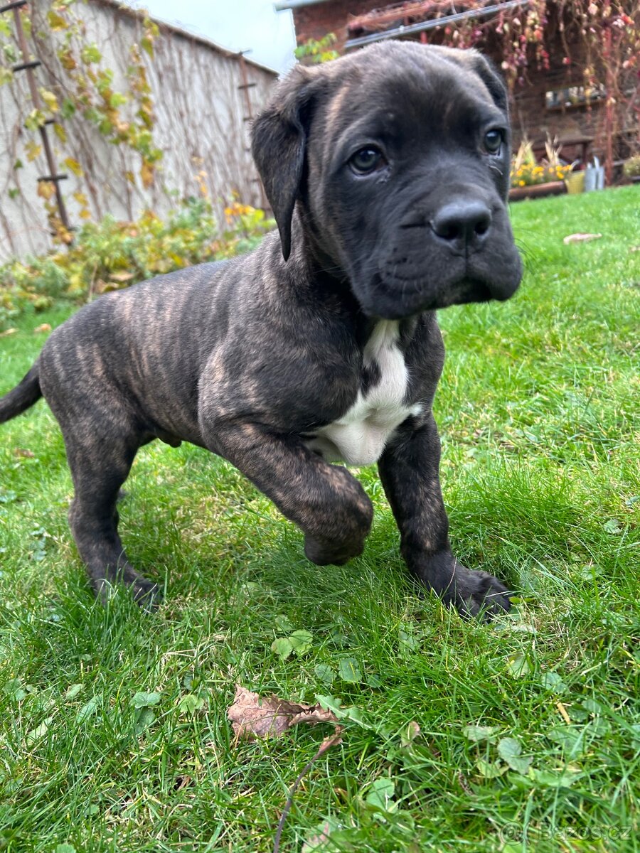 Cane Corso štěňátka BEZ PP - 2