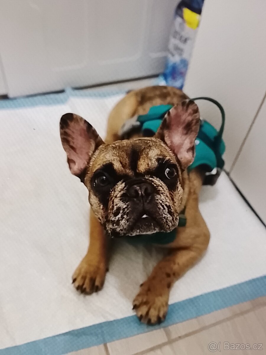 Francouzský buldoček - 2