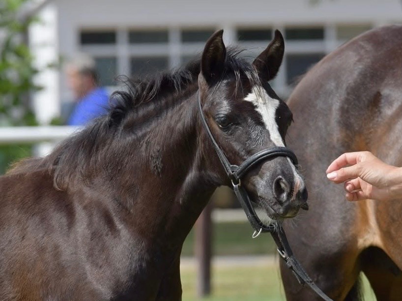 Welsh pony klisna - 2