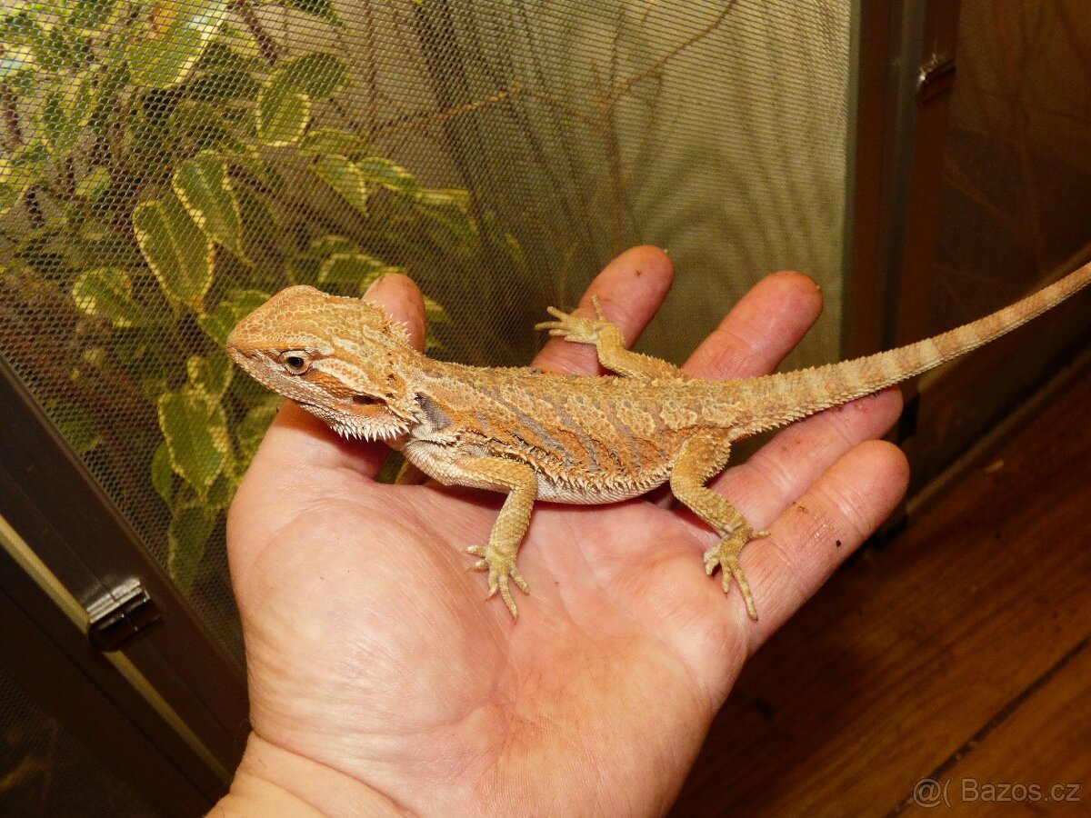 Agama vousatá (Pogona vitticeps) - 2