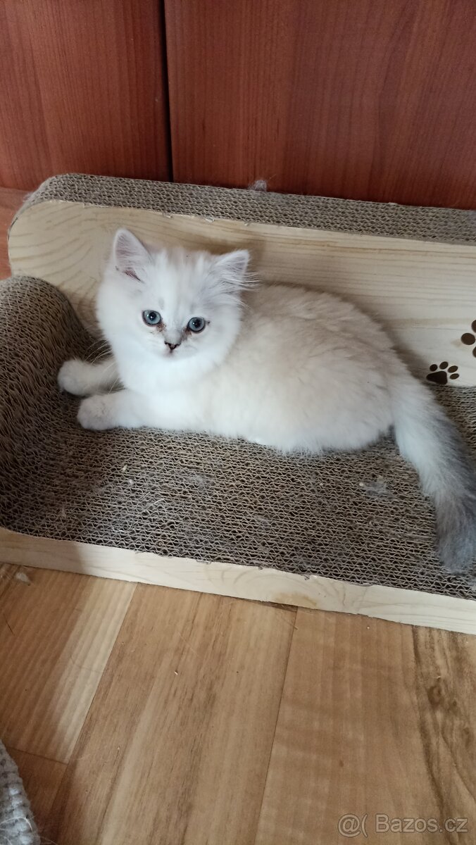 Britský Silver Point kocourek s PP - 2