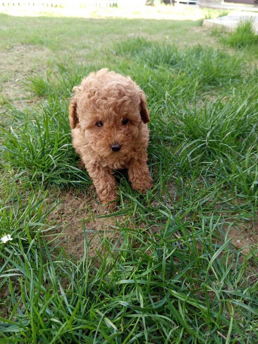 Maltipoo - 2