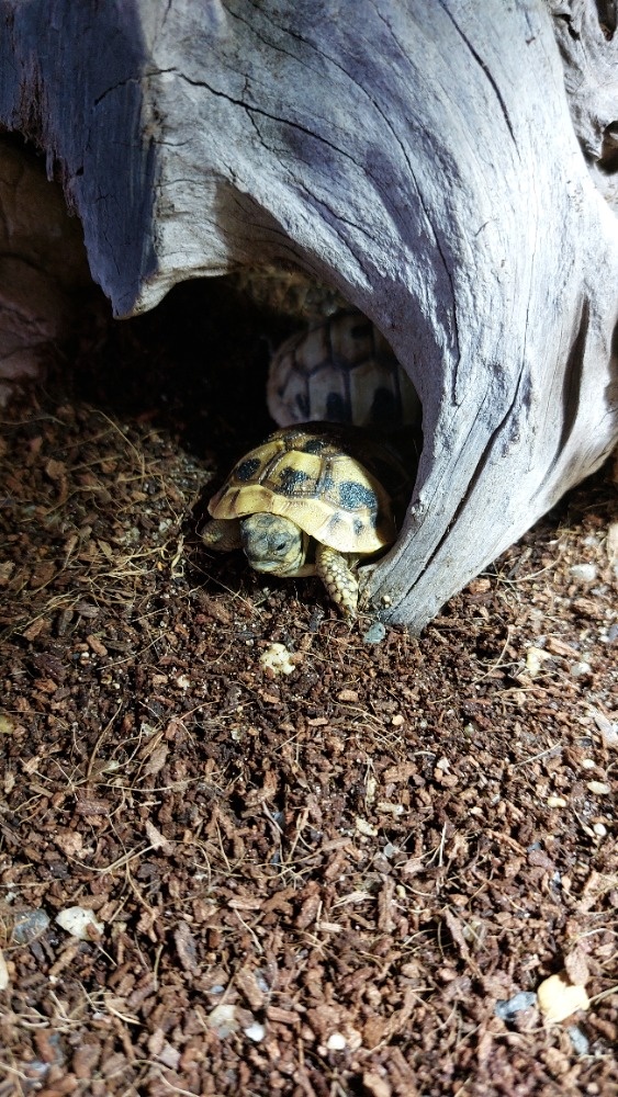 Želva zelenavá - letošní mláďata s CITES - 2