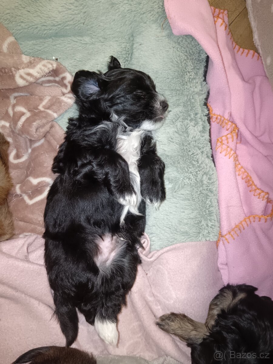 Štěňata - 2
