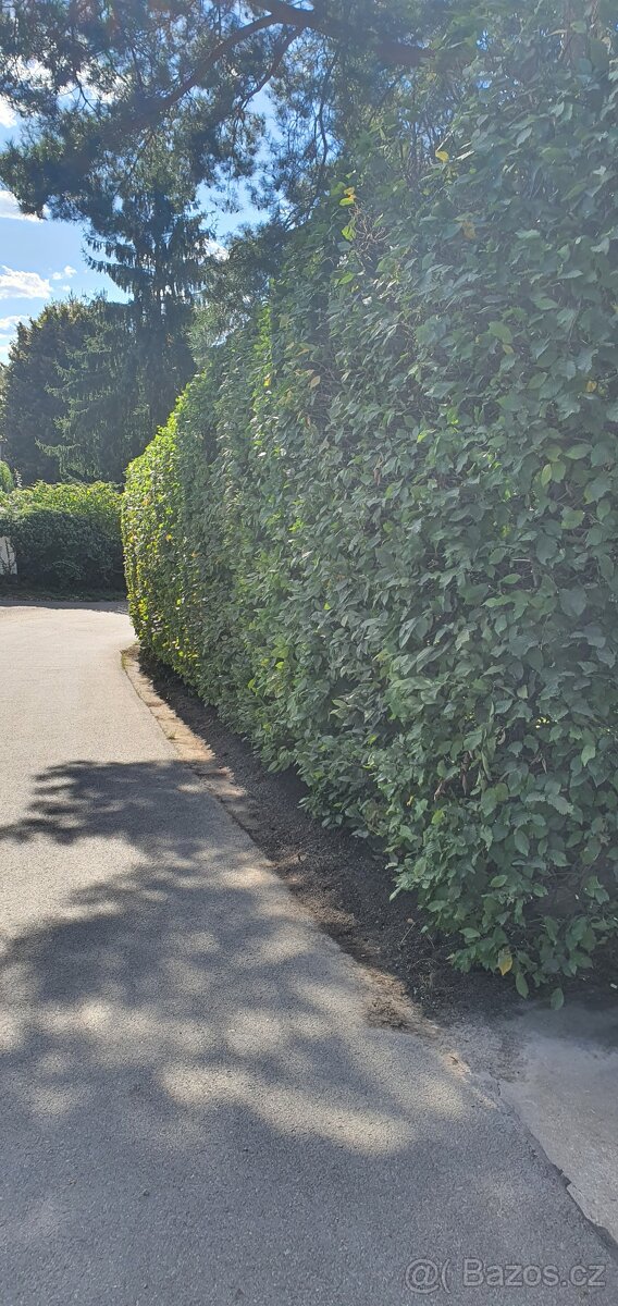 Zahradnické práce, plánování, realizace, údržba zahrad - 2