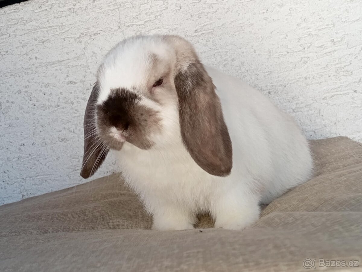 Samička Zakrslý Beránek MiniLop ❤️🍀 - 2