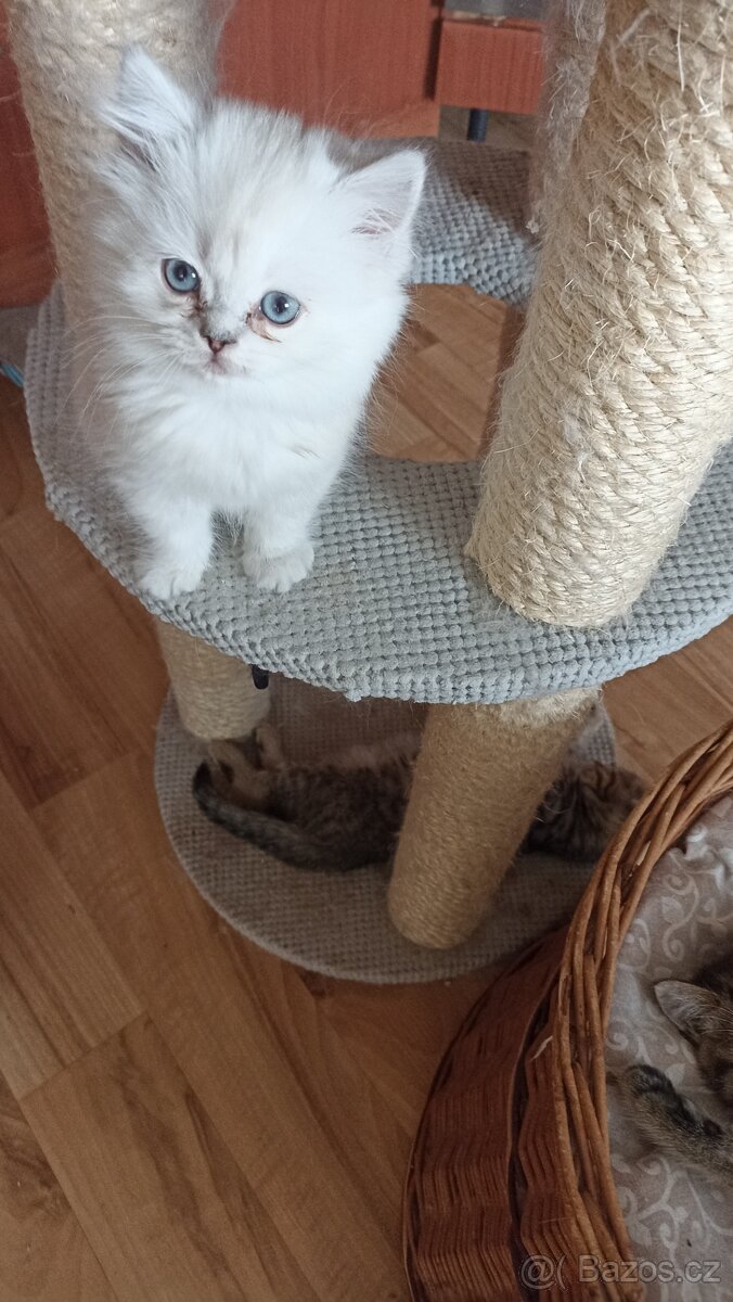 Britský kocourek s PP - 2