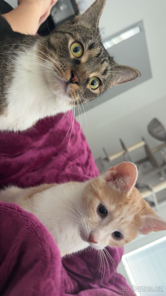 daruji kocourky - 2