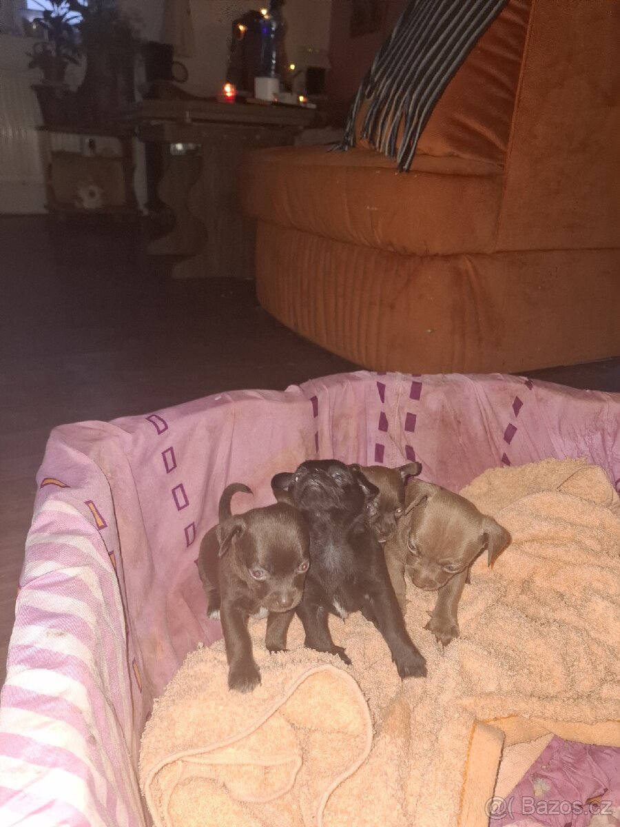 Čivava krátkosrstá - 2