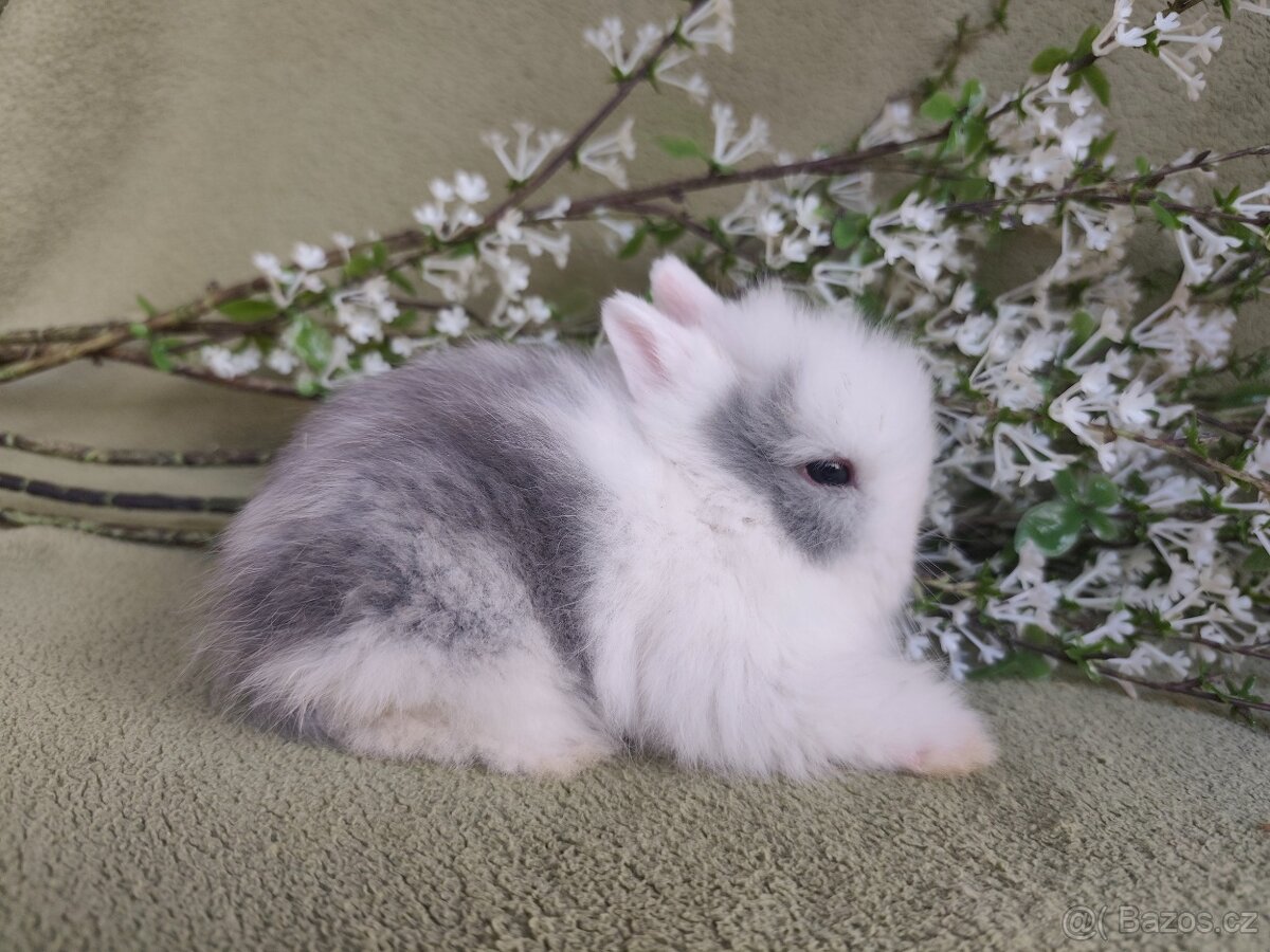 Nádherná Teddy samička s VP - 2