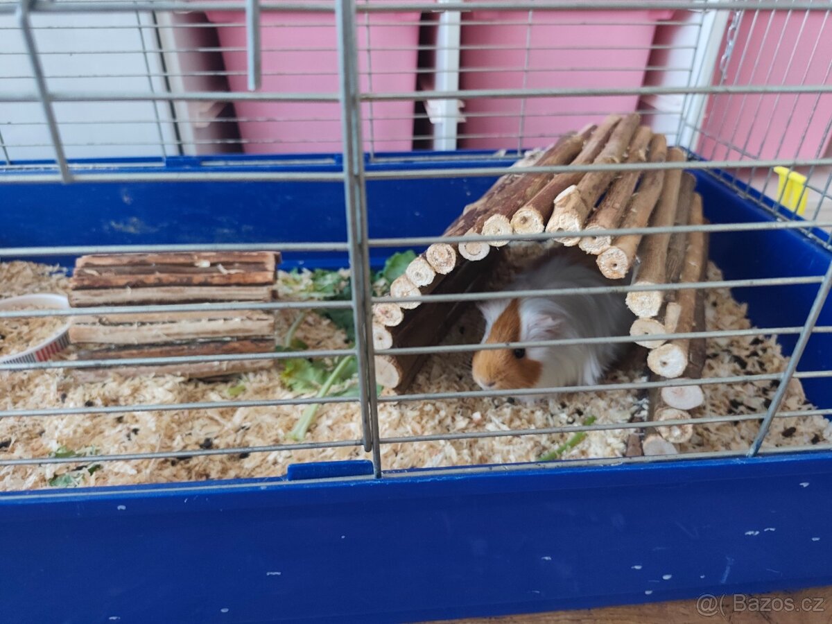 Daruji morčata do dobrých rukou - 2