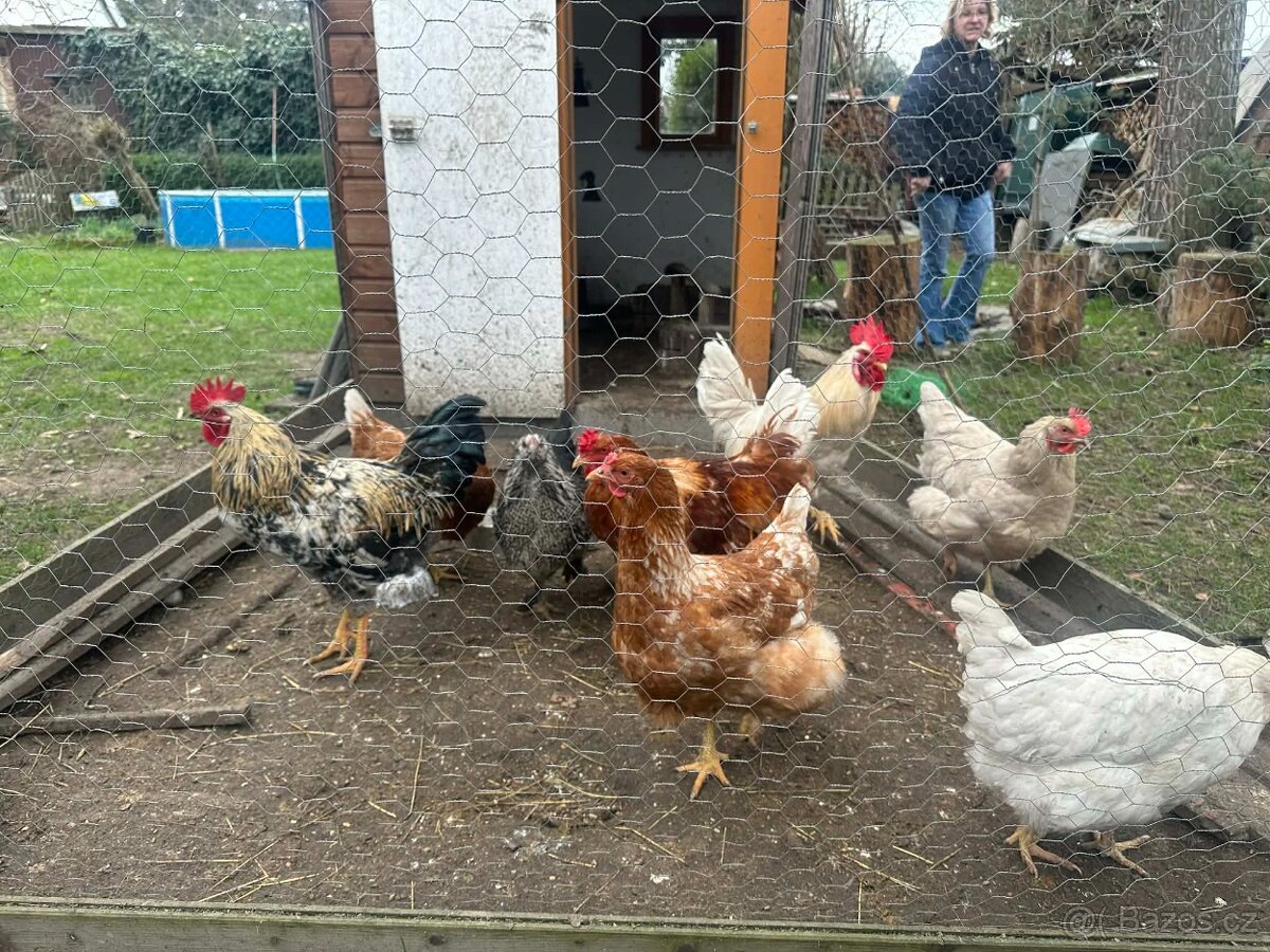 Prodám 3 kohouty - 2