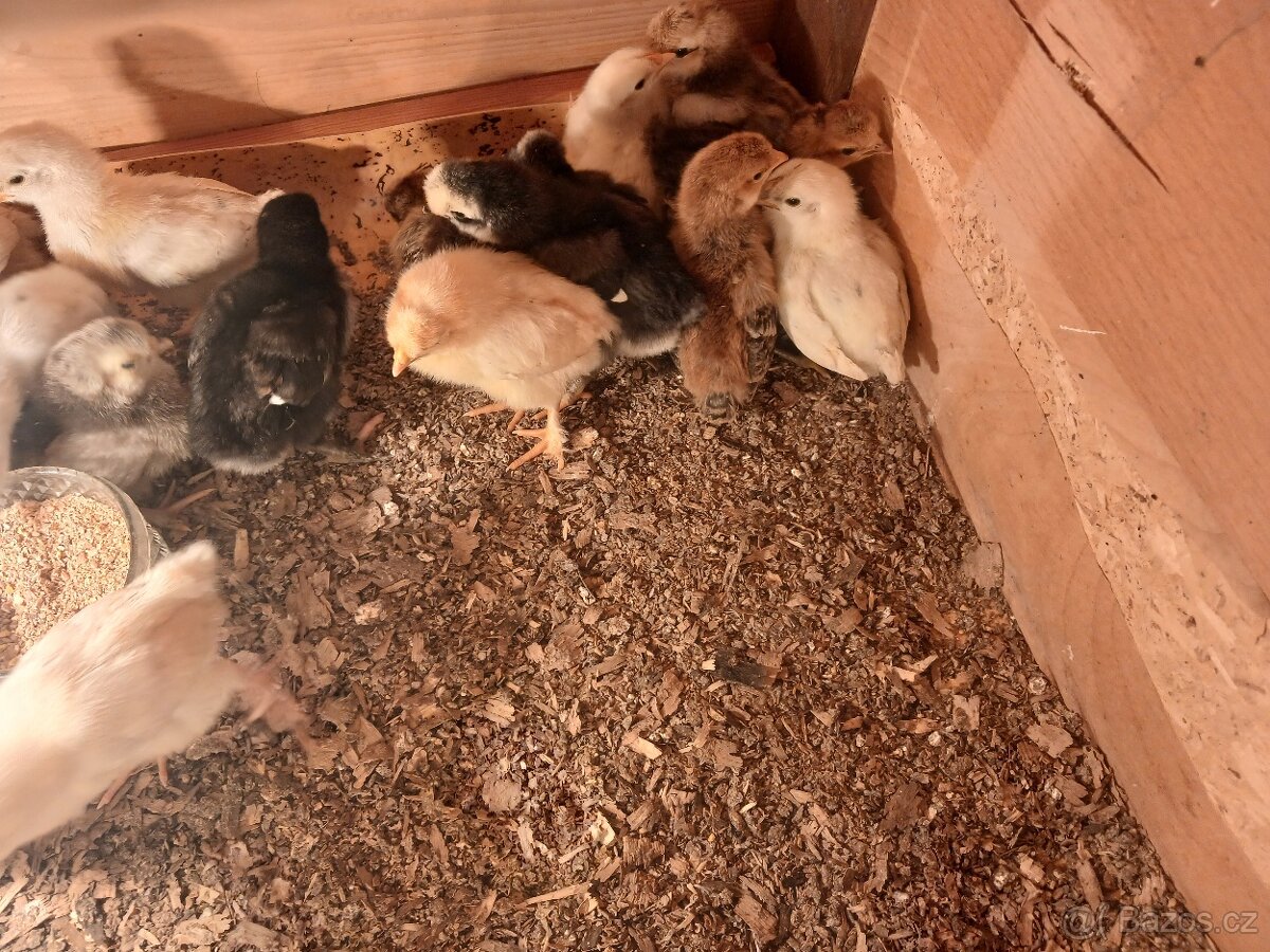 Kuřata mix - 2