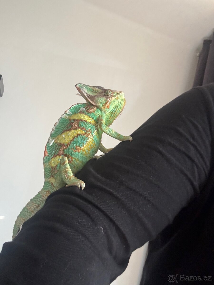 Chameleon jemenský - 2