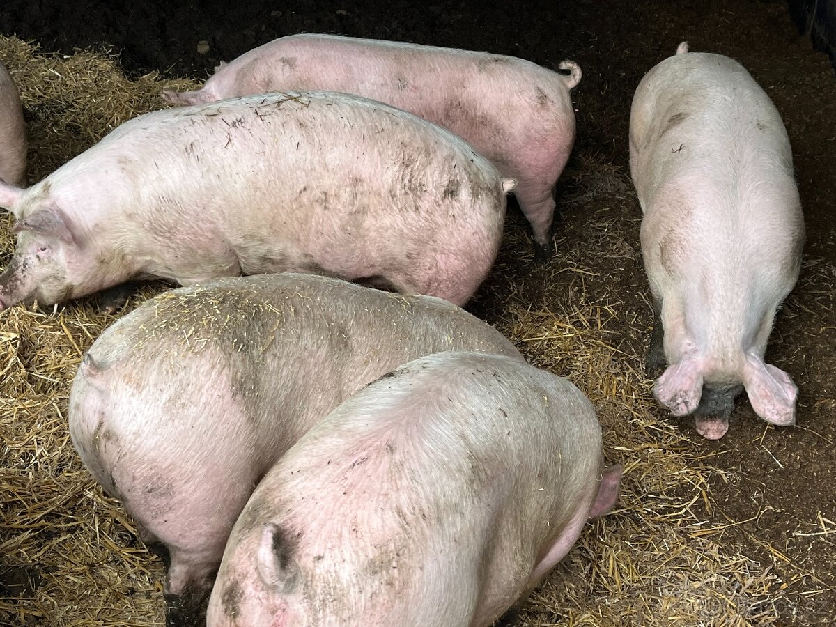 Vykrmená prasata - 2