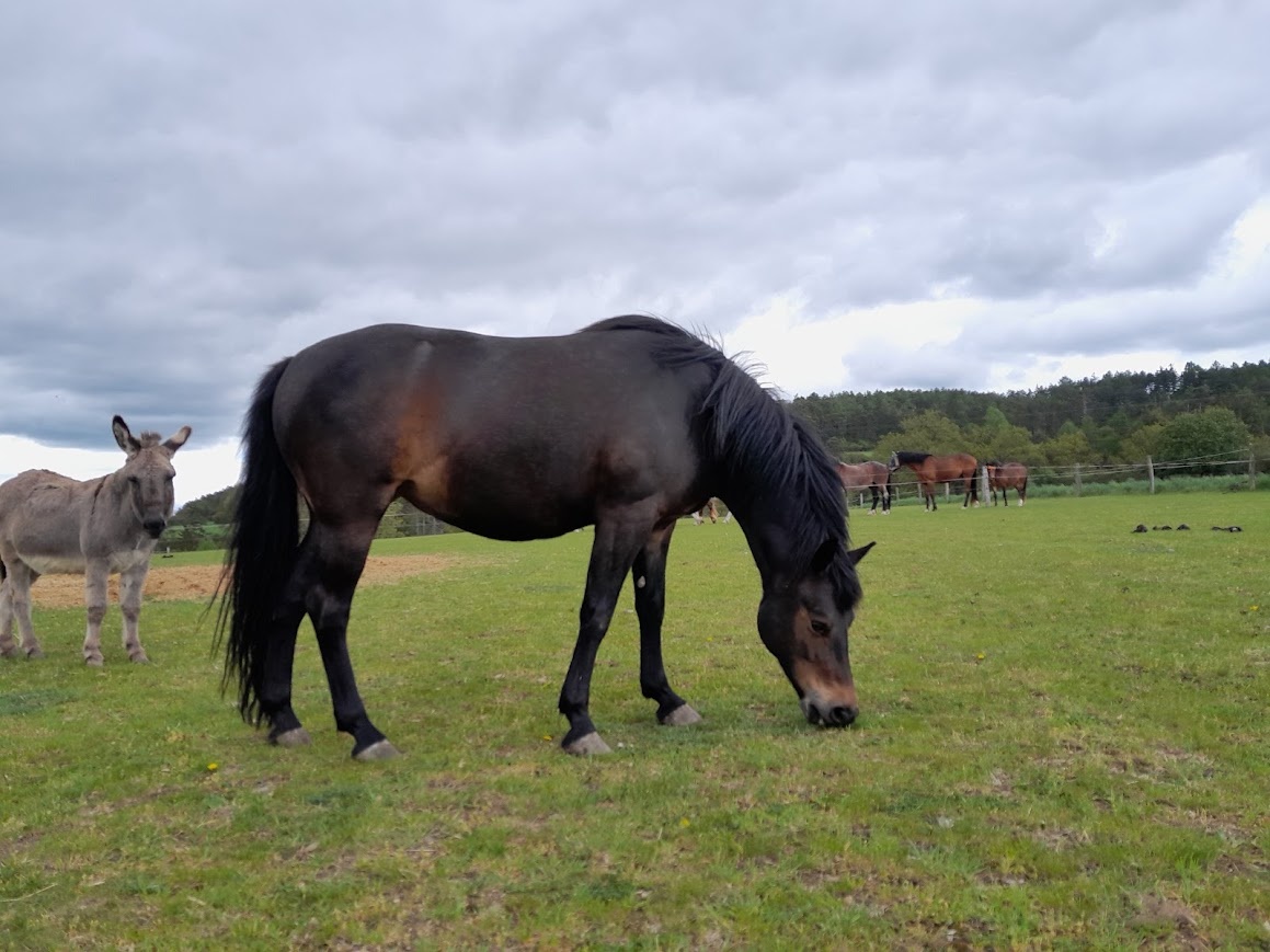 Pony klisna - 2