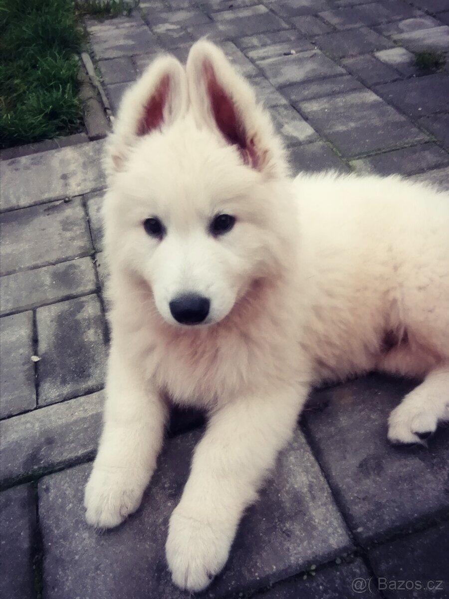 Biely švajčiarsky ovčiak, 10týždňov, BŠO, POSLEDNÝ PSÍK - 2