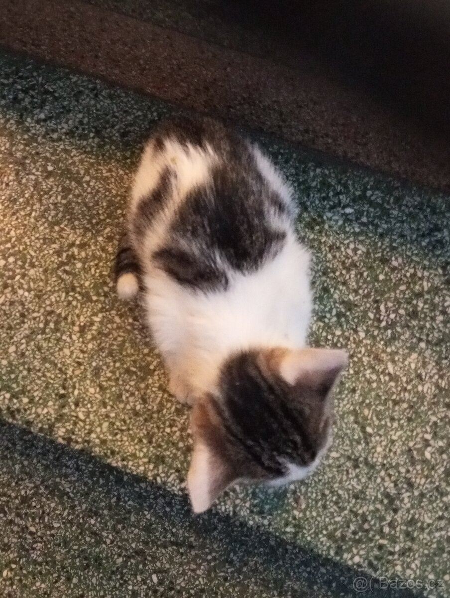 Krásná koťátka - 2