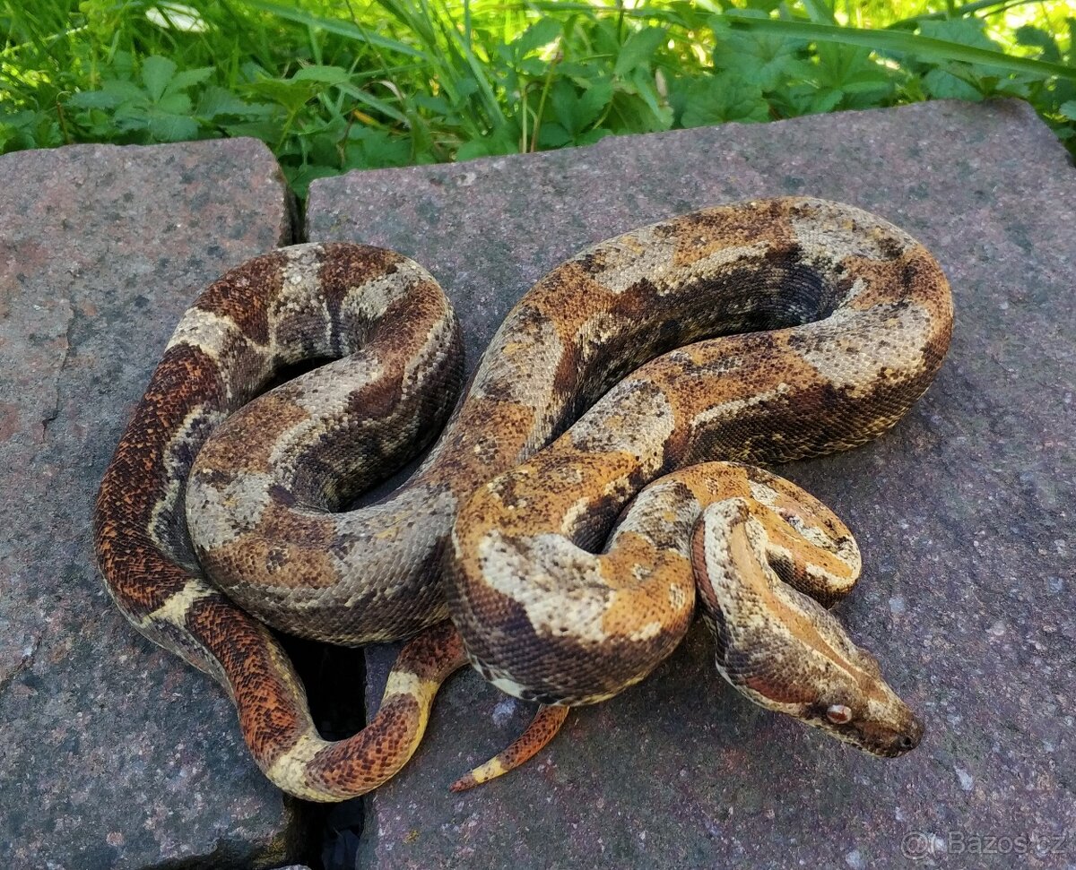 Boa imperator- IMG Aztec, IMG VPI Sunglow, VPI Sunglow Aztec - 2