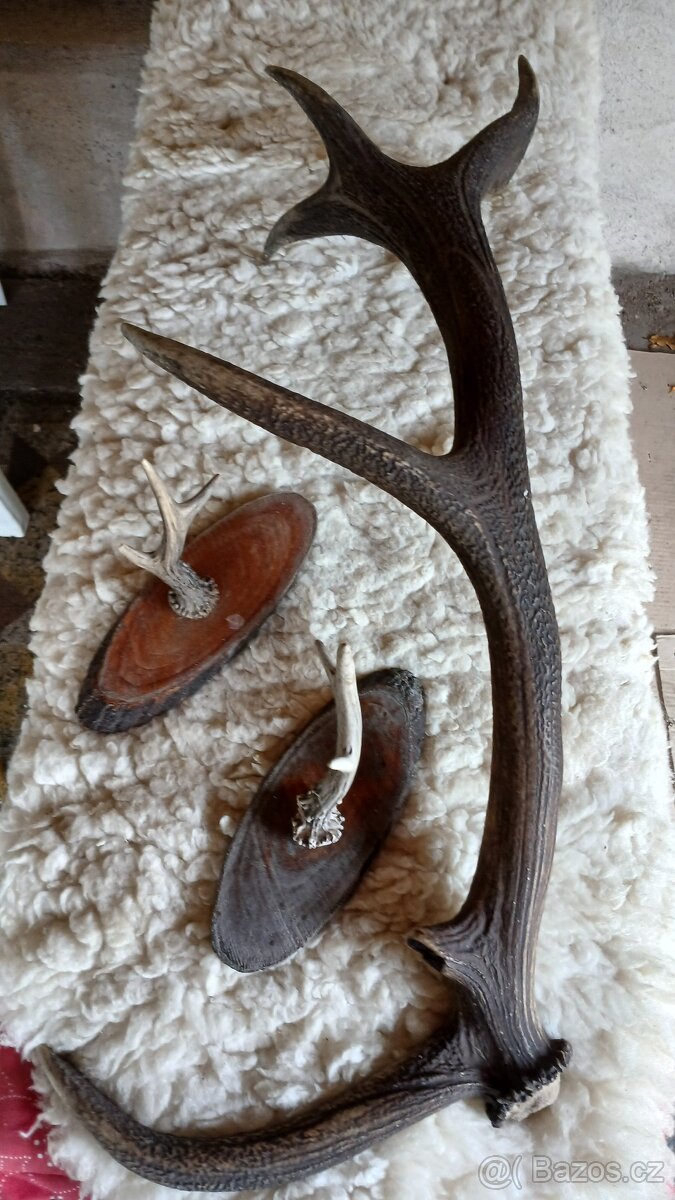 Parohy a parůžky - 2