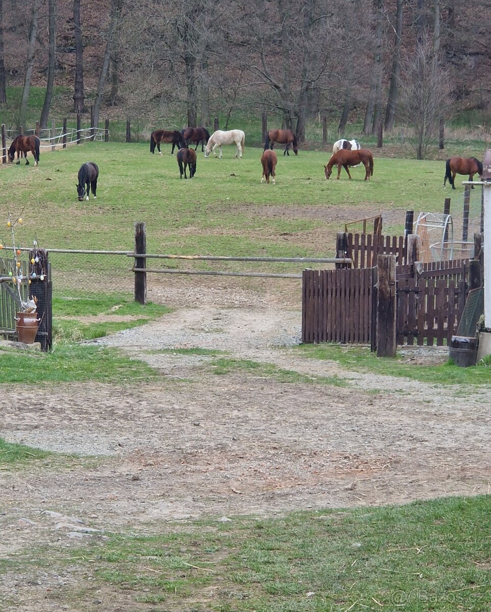 Nabízím ustájení - 2