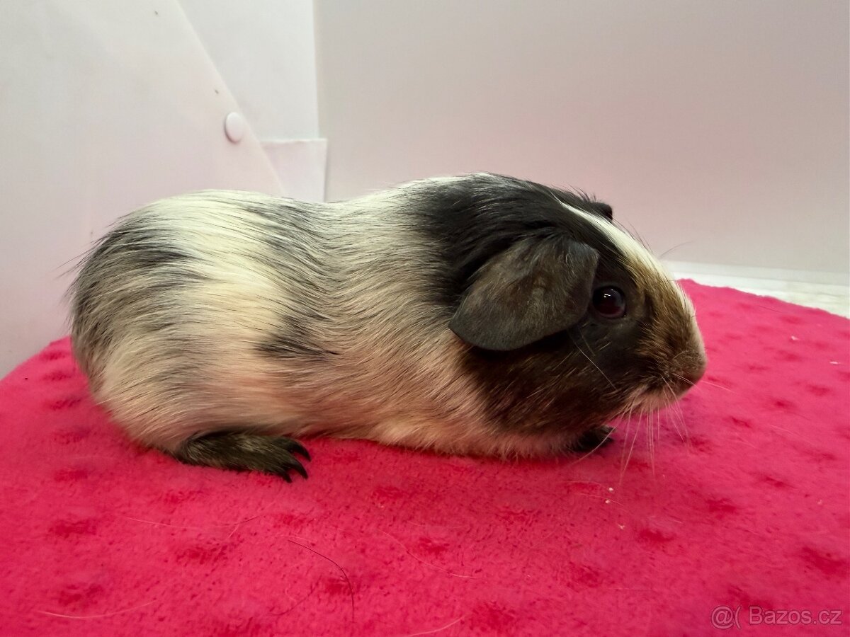 Morče hladké sameček dalmatin solid aguti blue/vanilla - 2