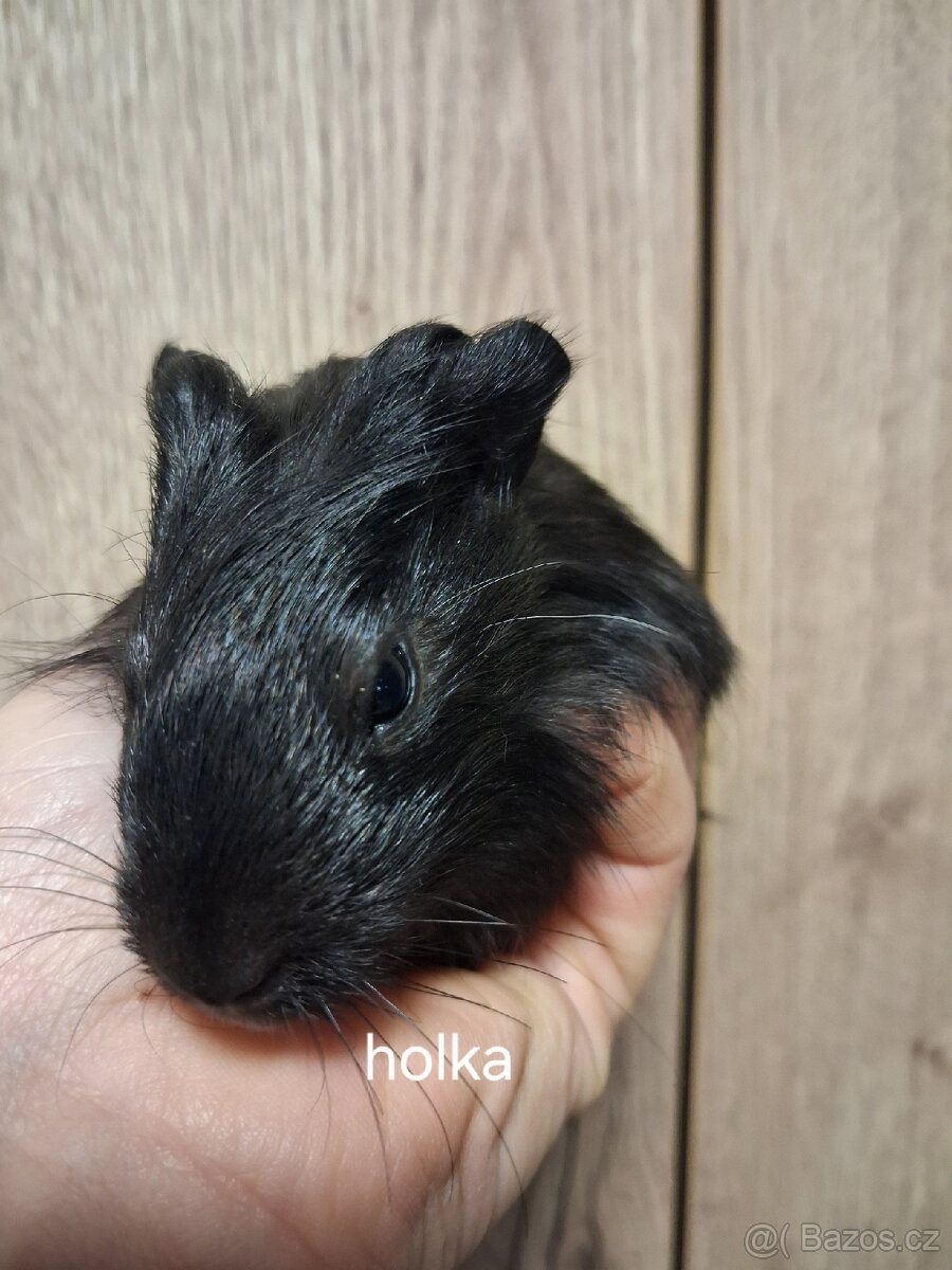 Morčátka - 2