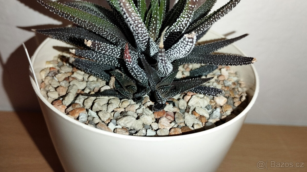 Haworthia Attenuata "Concolor" ( sukulent ) - 2