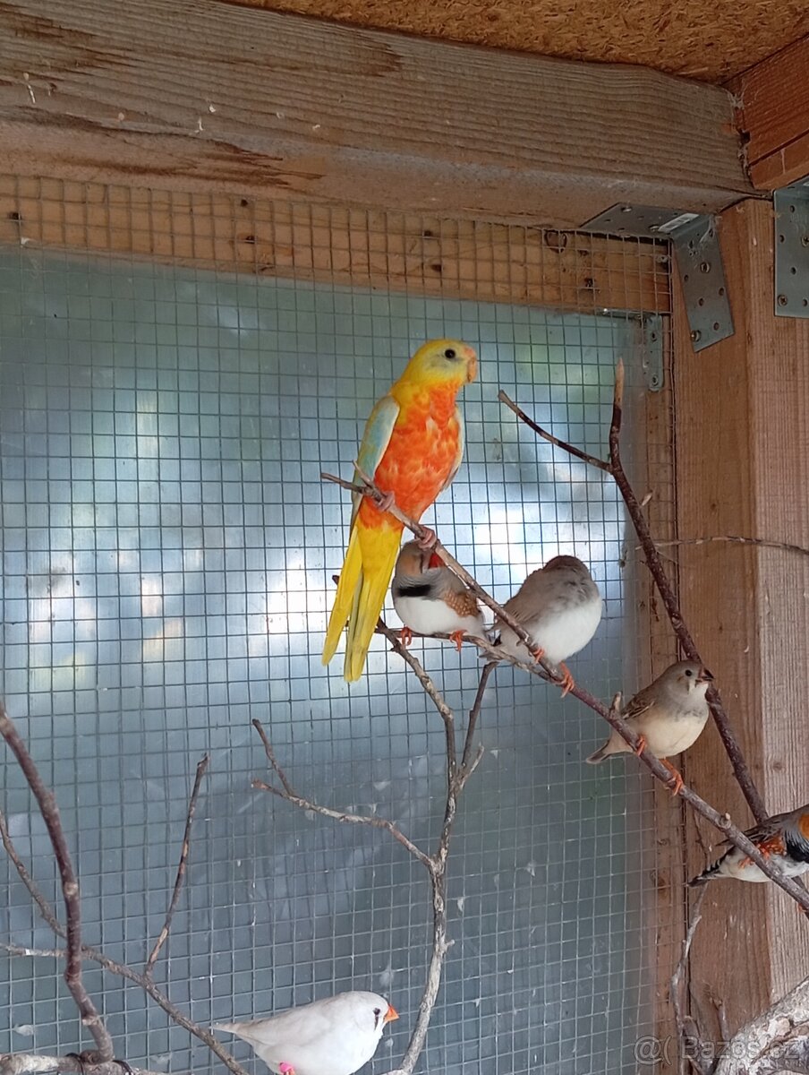 Loňské neofémy - 2