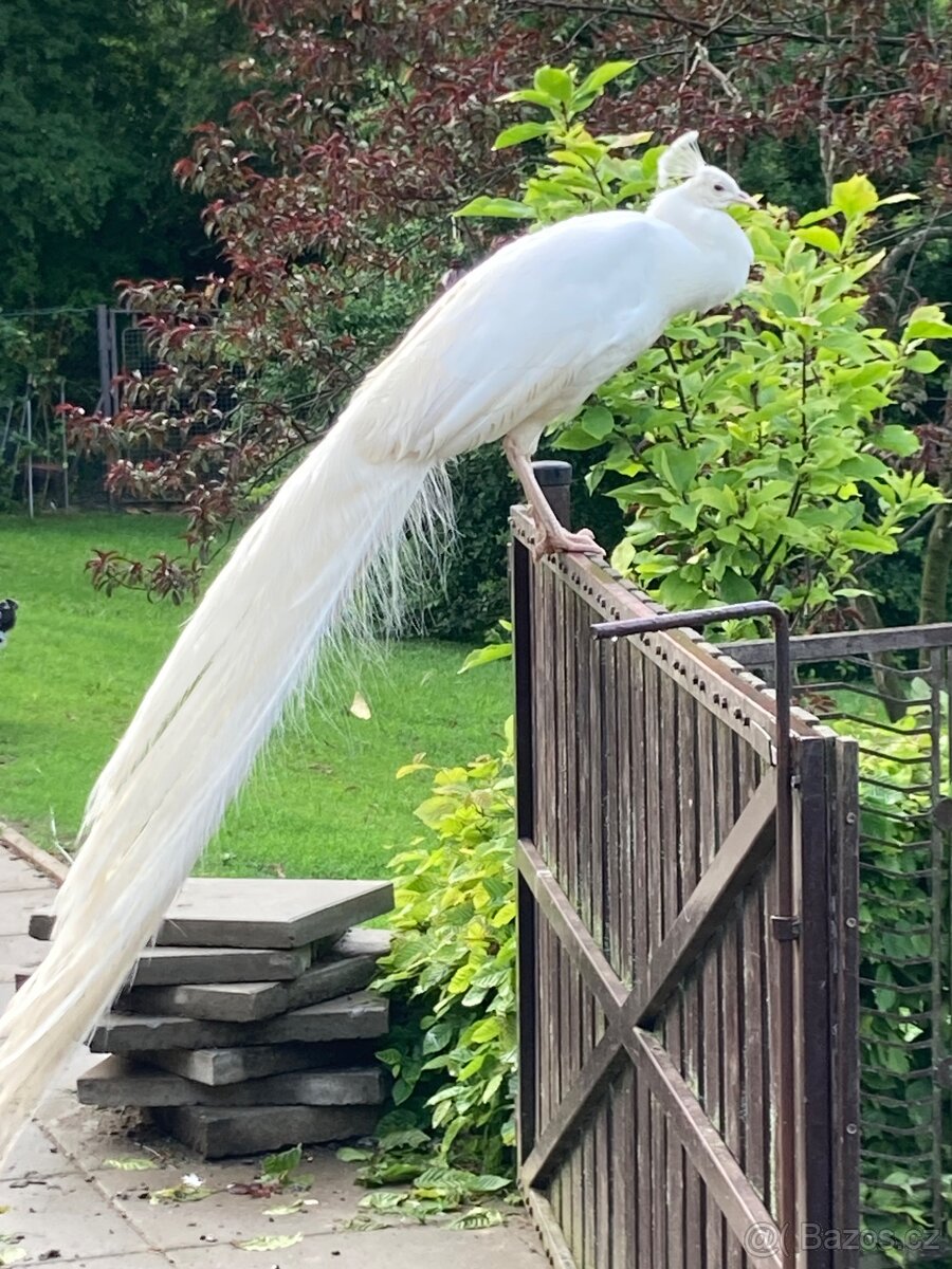 Prodám páv bílý, modrý - 2