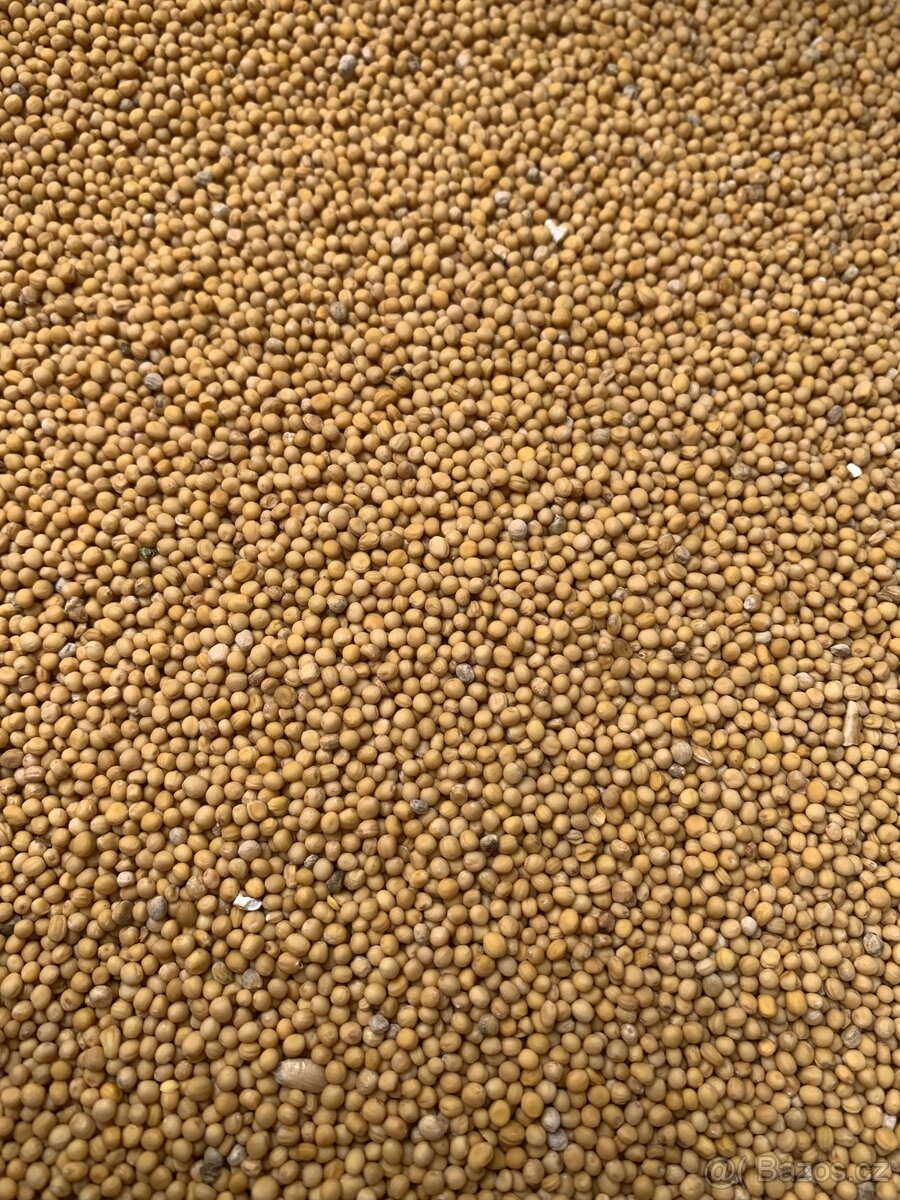 Pšenice ,oves,hořčice,žito - 2