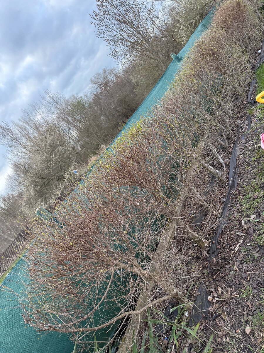 Jilm sibiřský, kouzelný plot - 2