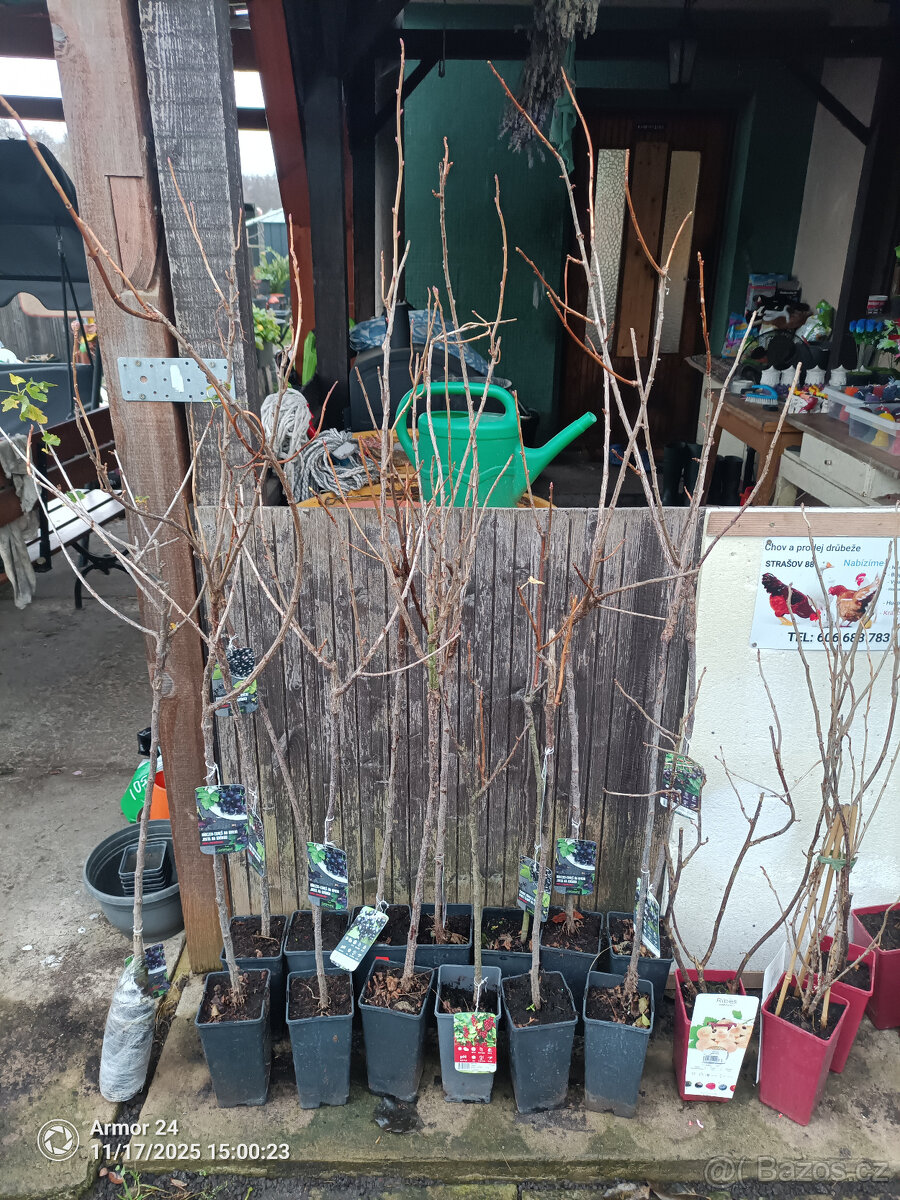 Josta a Černý rybíz - 2