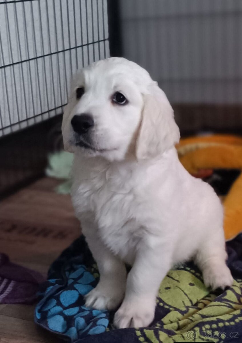 Štěňata zlatého retrívra - 2