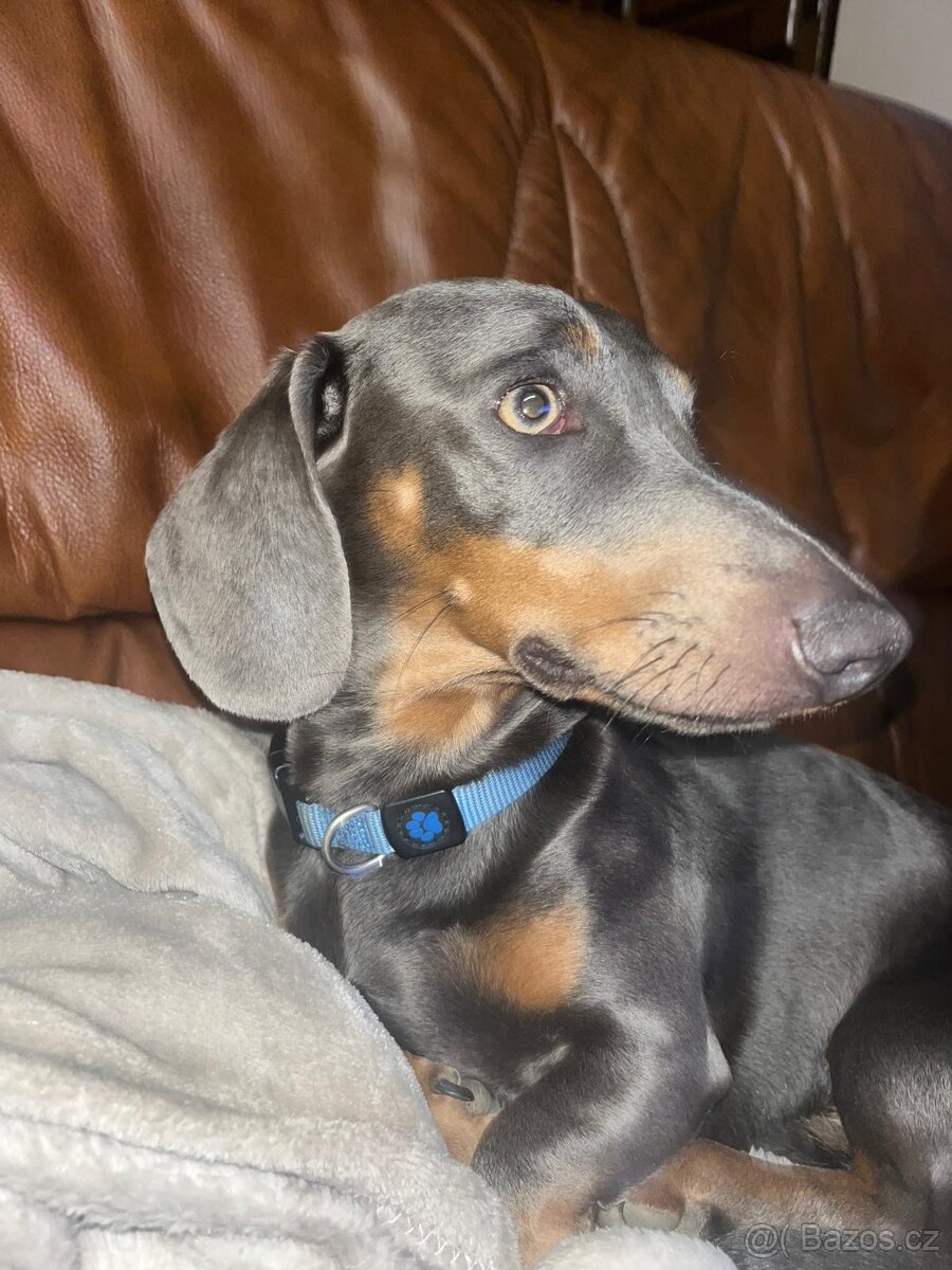 Jezevčík ke krytí - 2