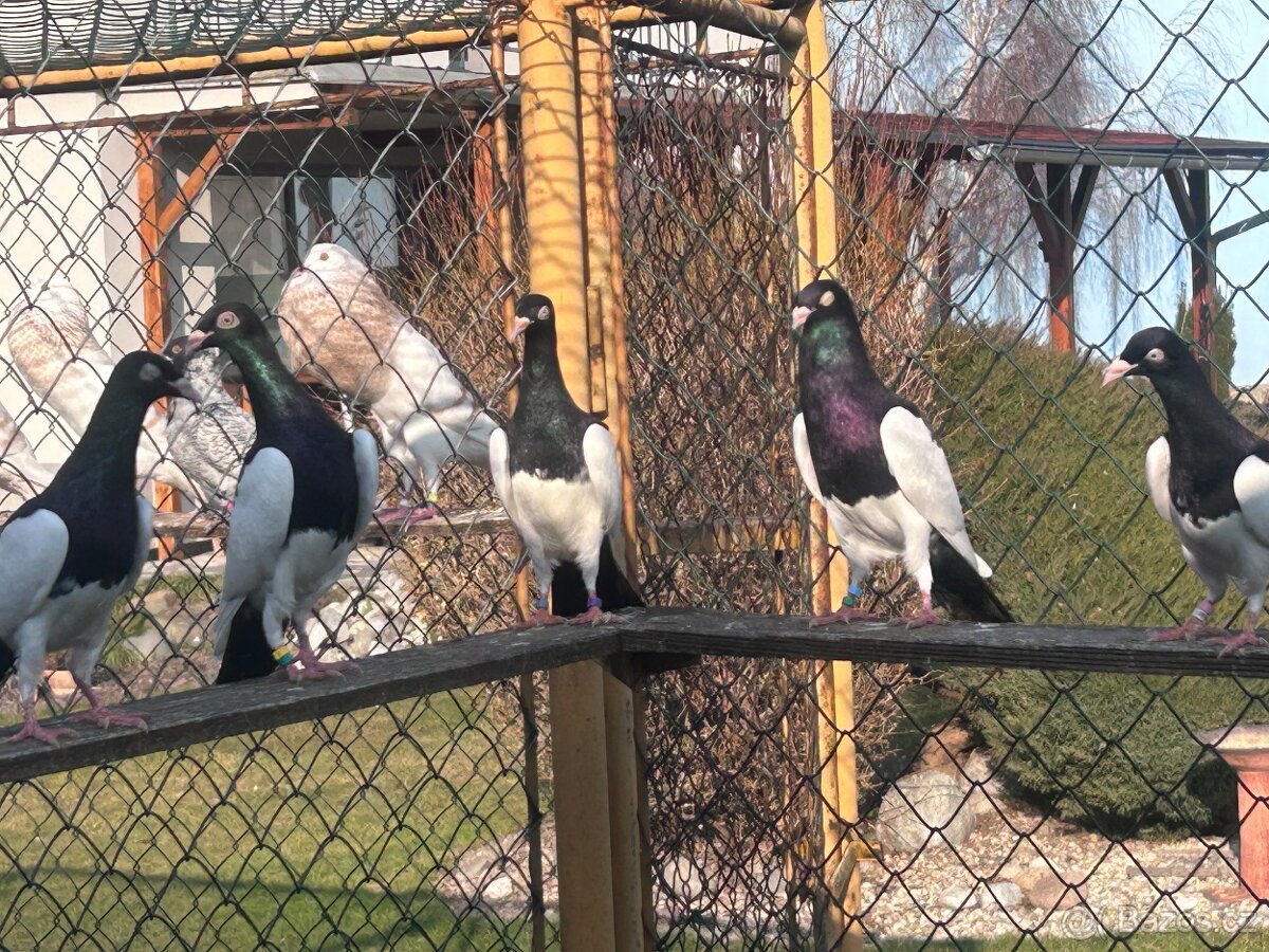 Holubi Krakovske straky - 2