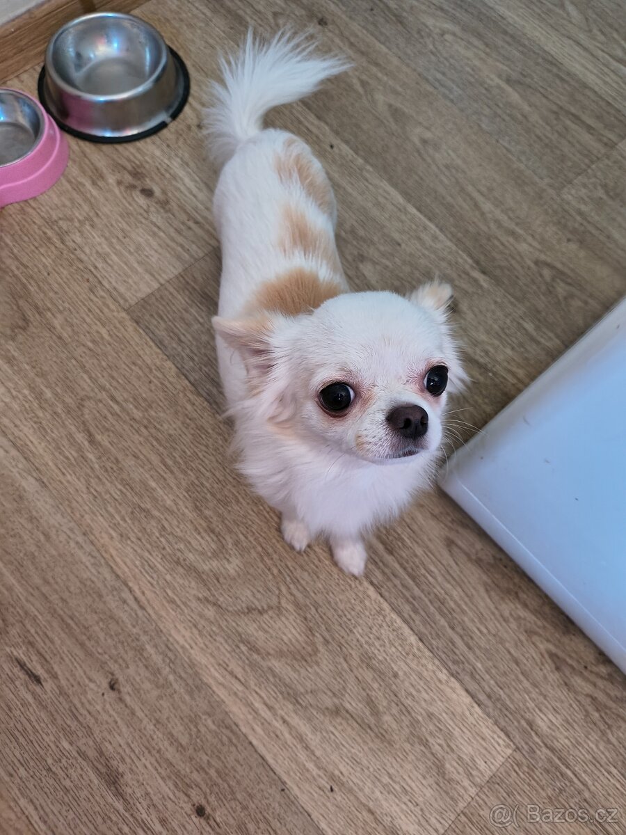 čivava pejsek na krytí s PP - 2