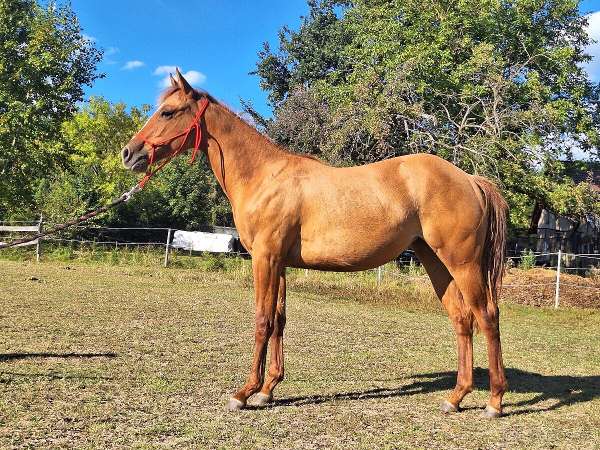 Kobylka AQH, QH, 1,5roční - USA papíry - 2