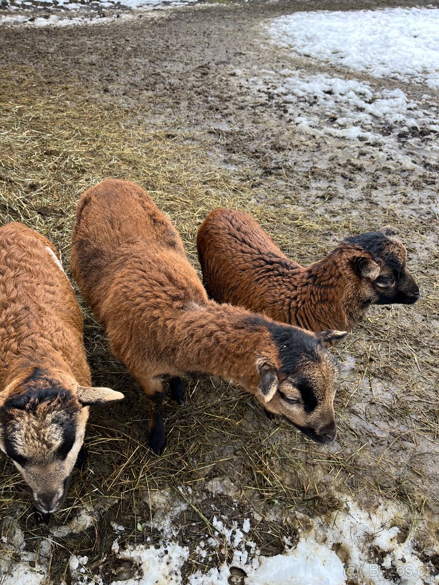 Kamerunské ovce - 2