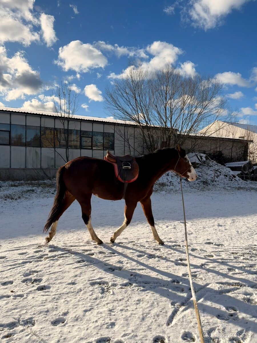 Letos 3leta klisna APH - 2