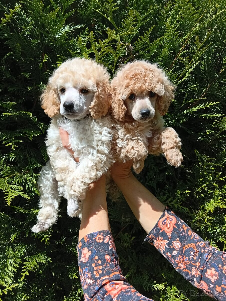 Trpasličí pudl - 2