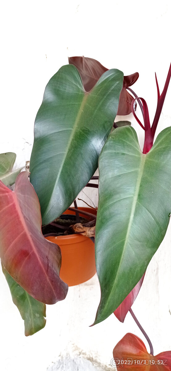 Philodendron Emerald Red - viz text a fota - 2