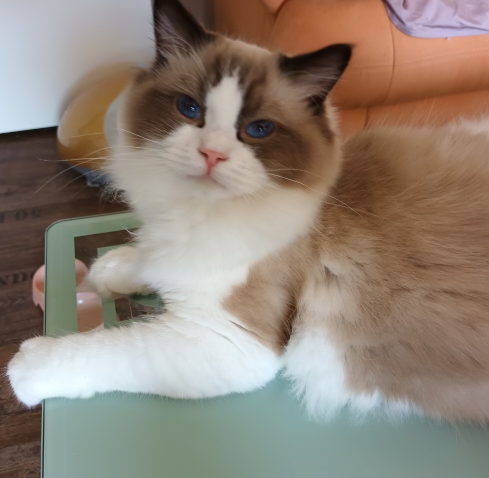 Kocourci ragdoll s PP - 2